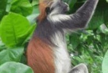 Wild Zanzibar (Jozani Forest)